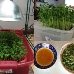 Growing Microgreens in the Winter