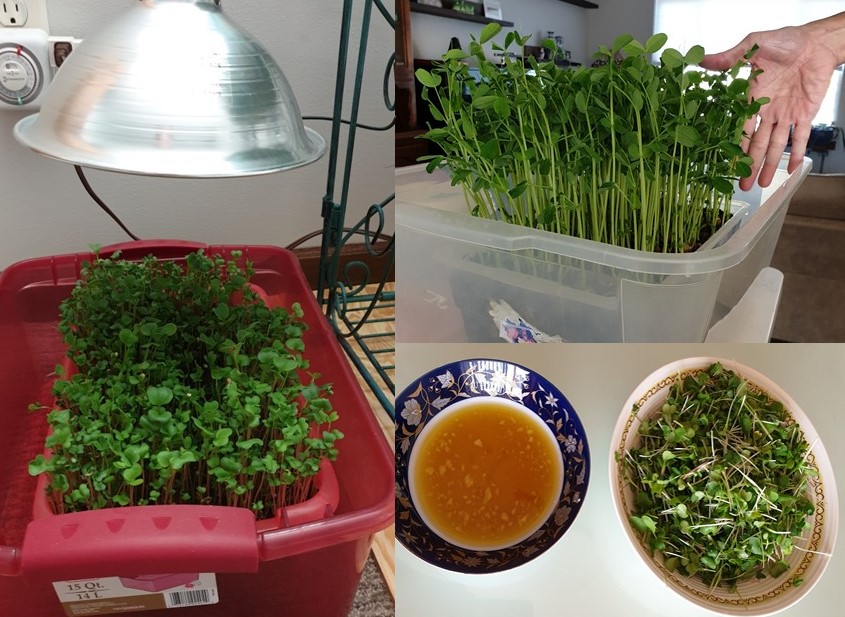 Growing Microgreens in the Winter