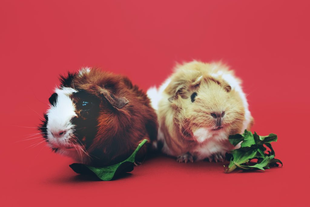 Good things come in pairs