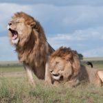 Leaders and Leadership Styles