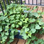 Sweet Potato Leaves (Part 1)