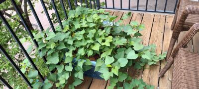 Sweet Potato Leaves (Part 2)