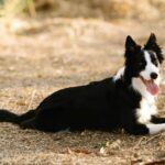 Sheepdog