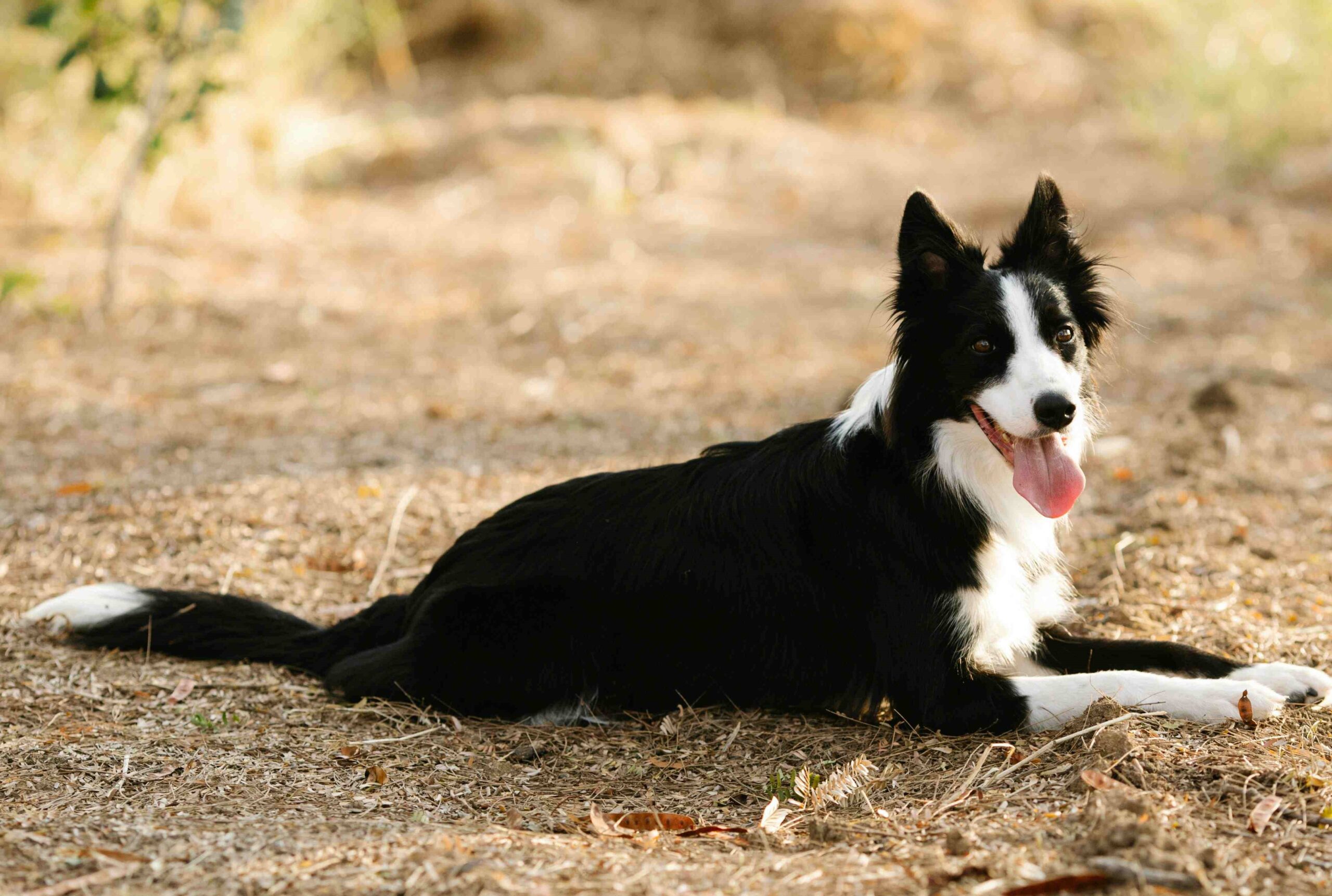 Sheepdog