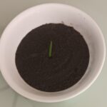 Sweet Mud Soup