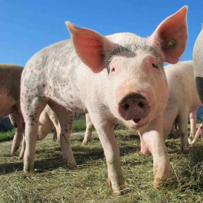 About Pig Feet (Part 2)